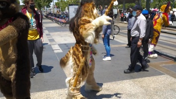 Spottacus dancing