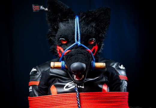 Mastix Biker Dog - display this album Mastix Biker Dog